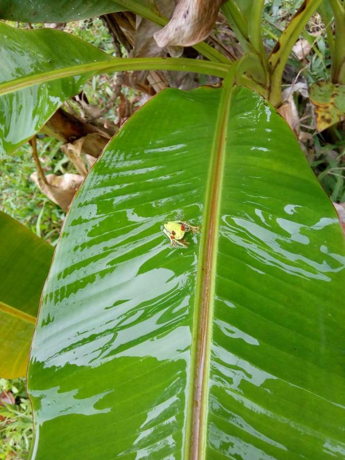 Hotel Rio Celeste Finca L' Etoile Celeste El Achiote Ngoại thất bức ảnh