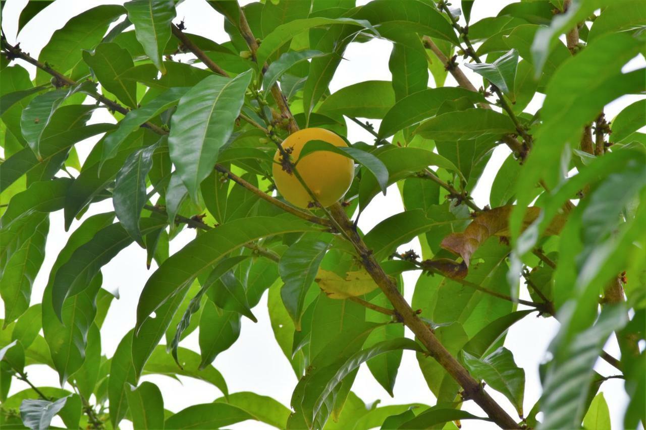 Hotel Rio Celeste Finca L' Etoile Celeste El Achiote Ngoại thất bức ảnh